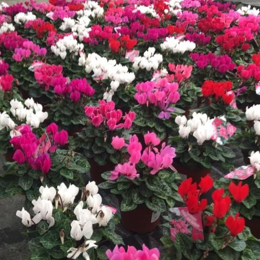 Cyclamen `Outdoor` Midi XL (Gartenalpenveilchen) T12