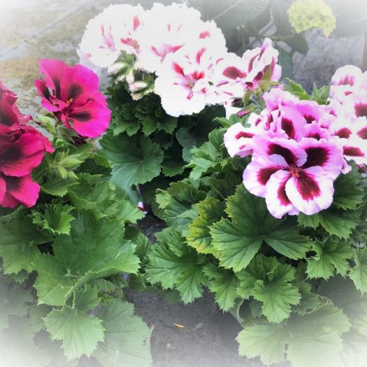 Pelargonium grand. (Edelgeranie) T12
