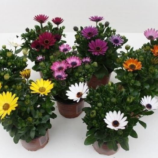 Osteospermum (Bornholmer Margerite) T11