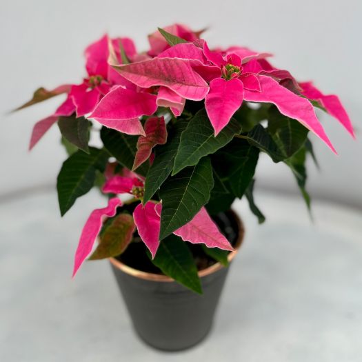 Zinktopf indoor "Santa" (Poinsettie)  T13
