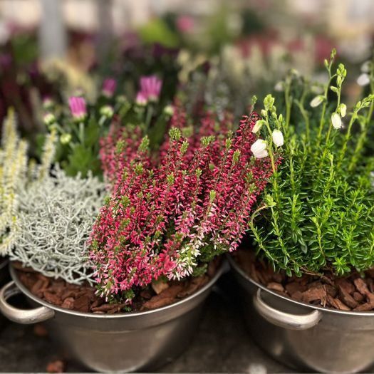 Zinkschale `Mia` 20 cm