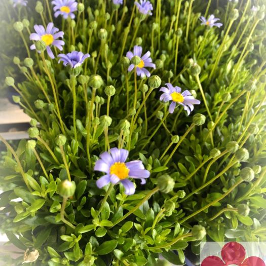 Felicia (Blaue Magerite) T11