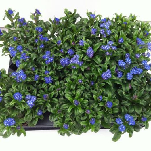 Myosotis (Vergißmeinicht) `Extra` T11