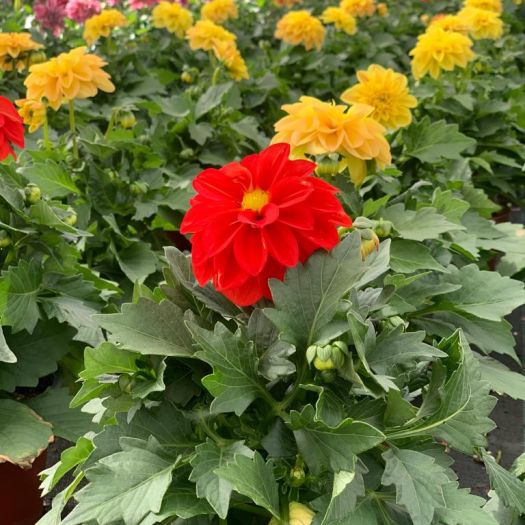 Dahlien Hybriden `Royal Dahlietta` T13