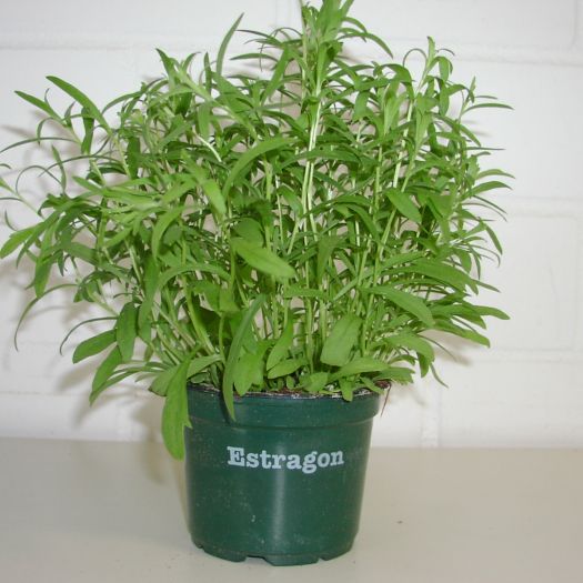 Estragon Bio DE-ÖKO-006 T12