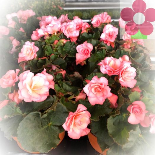 Begonia Garden Dreams T13