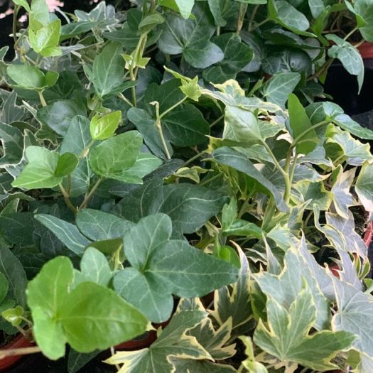 Hedera helix (Efeu) in Sorten T9