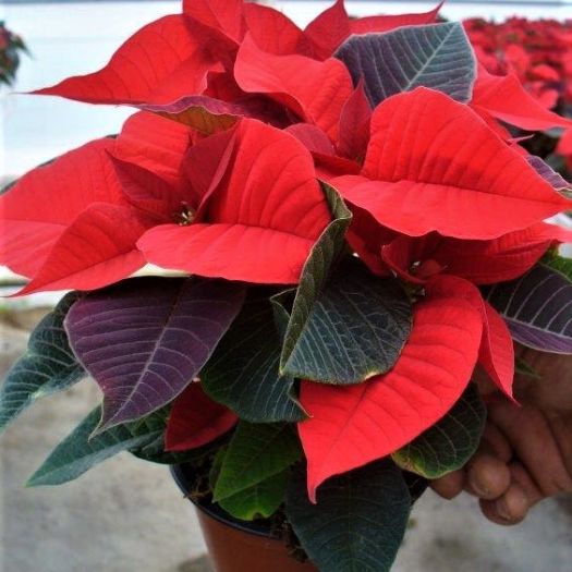 Poinsettien Midi Mehrtrieber T11