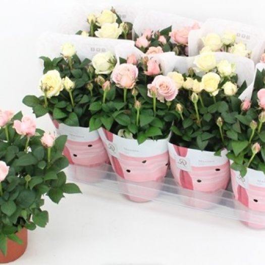 Rosen Hybriden `Infinity` Mix T14