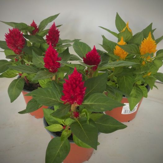 Celosia plumosa (Federbusch) 3er Tuff T12