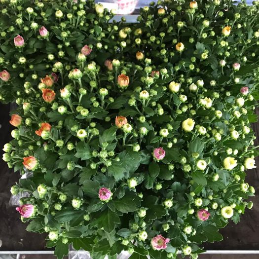 Chrysanthemen winterhart `TRIO` 3-farbig T13