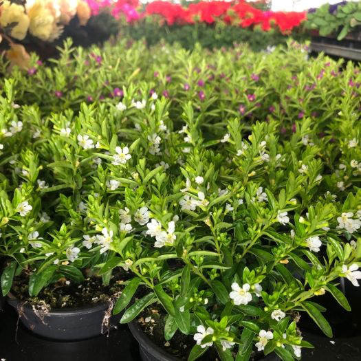 Cuphea hysoph. (Japanische Myrthe) T11