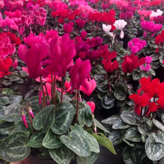 Cyclamen Micro (Super-Minialpenveilchen) T7