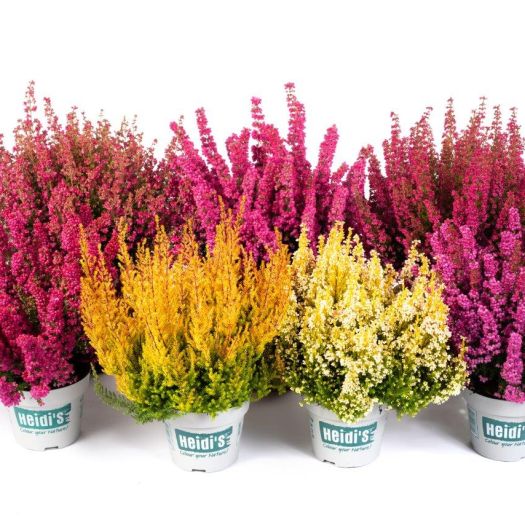 Erica gracillis `Heidi´s` (Topfheide) T12