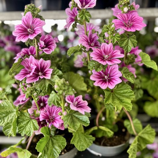 Malve (Malvia) `Beauty Garden` T13