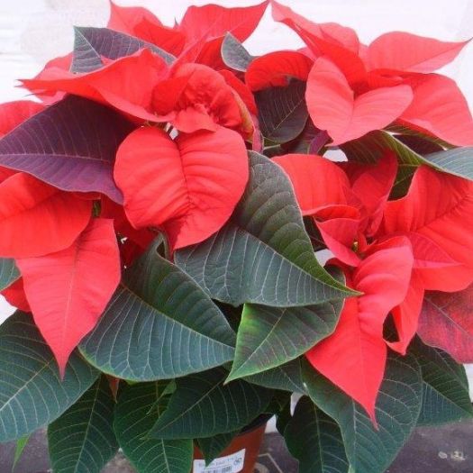 Poinsettien 4/7 Triebe T13