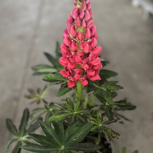 Lupinus (Lupine) "West Country" Solitär T19