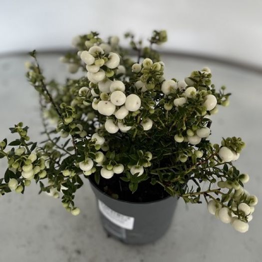 Pernettya mucranata (Torfmyrthe) Mix T11