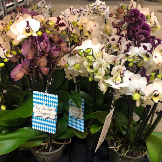 Phalaenopsis `Ich bin aus Bayern` 5/6 Tack T13