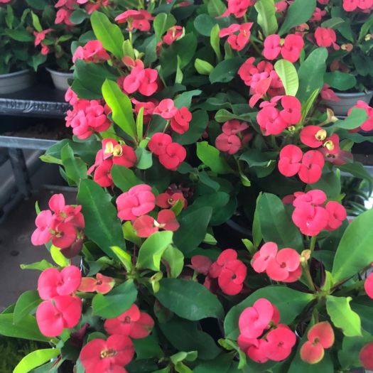 Hot Milli Euphorbia (Christusdorn) T11