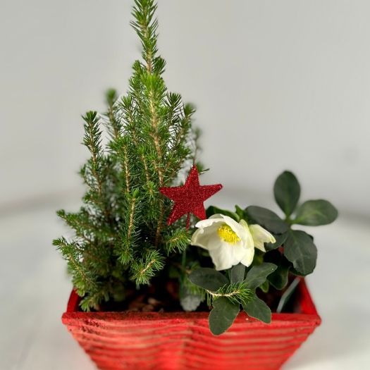 Holzkiste outdoor "Rudolf" (2 Pflanzen) 22 cm