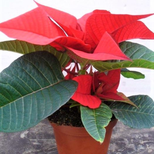 Poinsettien Mini `Extra` T8