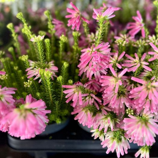 Erica verticillata `African Fanfare` T13