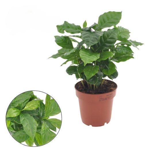 Coffea arabica (Kaffeepflanze) T12