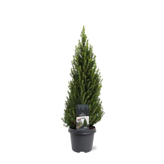 Picea glauca (Zuckerhutfichte) 95/100 T23