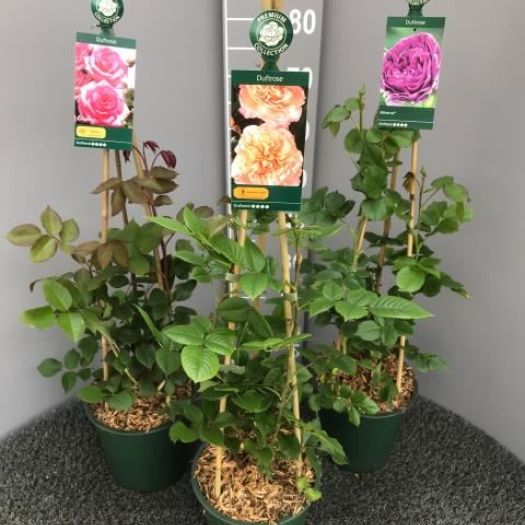 Duftrose Premium Collection ® 90cm T21