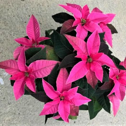 Poinsettien `Princettia ®` Midi T11