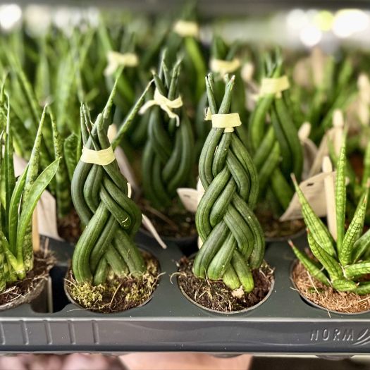 Sanseveria `Mix-Kiste` T6