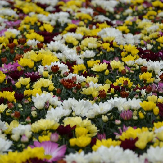 Chrysanthemen `Sixty` ® 6-farbig T14