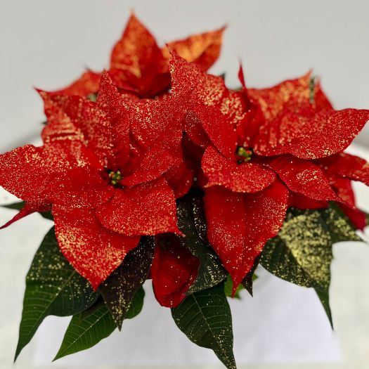 Poinsettien 4/7 Triebe mit Glitter T12