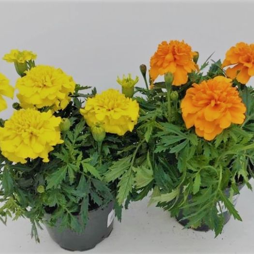 Tagetes 3-er Tuff (Studentenblume) T13