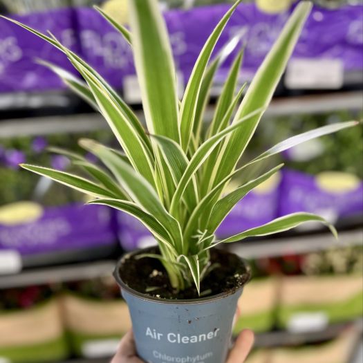 Chlorophytum `Laxum` (Grünlilie) Irish Sondersorte T12