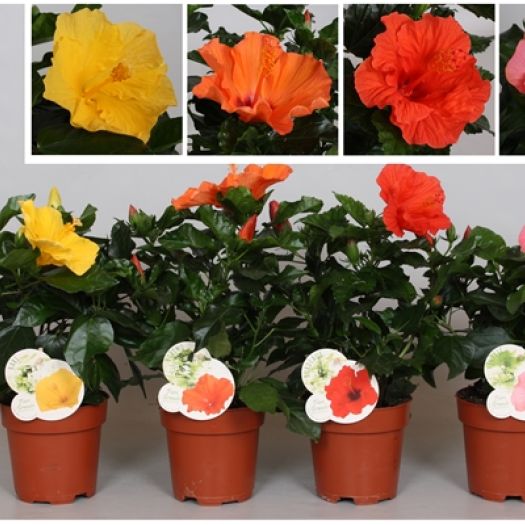 Hibiscus (Roseneibisch) `Grande Mix` T13