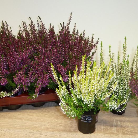 Calluna `Garden Girls` ® Mini T6