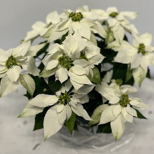 Poinsettien Princettia ® `Pure White` T15