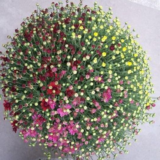 Chrysanthemen Busch XL `Trio` T24