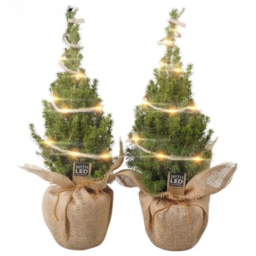 Picea conica Jute/LED 45/50 T13