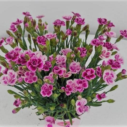5064 Dianthus `Pink Kiss` (Topfnelke) T12