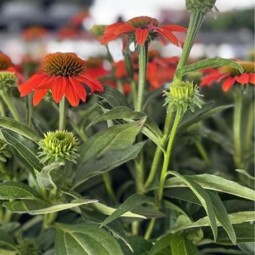 Echinacea (Igelkopf) Solitär T19