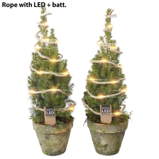 Picea Conica Terracotta/LED 45/50 T13