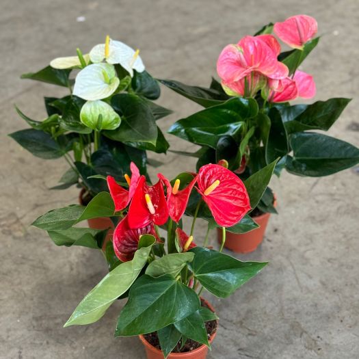 Anthurium andereanum Mix T14