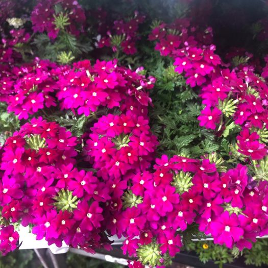 Alyssum in Farben (Steinkraut) T9