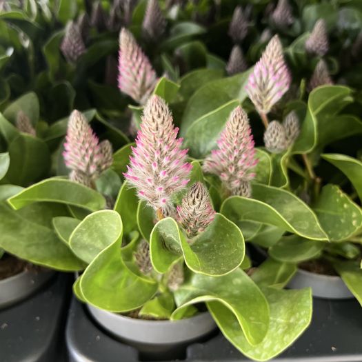 Ptilotus (Fuchsschwänzchen) T12