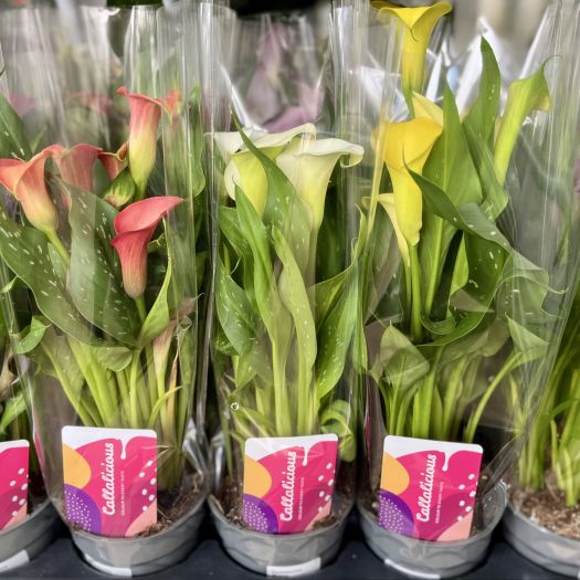 Zantedeschia (Calla) Farbmix T14