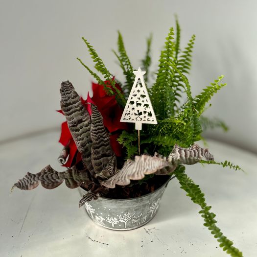 Zinkschale indoor "Xmas" (3 Pflanzen) 22 cm