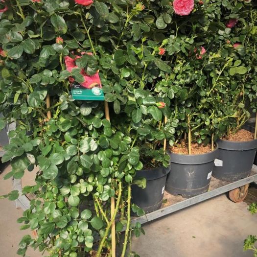Rose L. da Vinci ® Säule Doppelbogen 110cm T30
